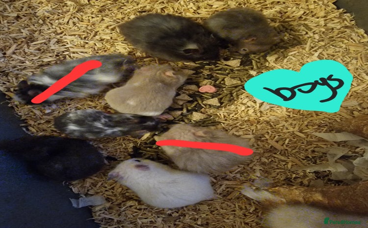 Hamster rodents - Advert 3
