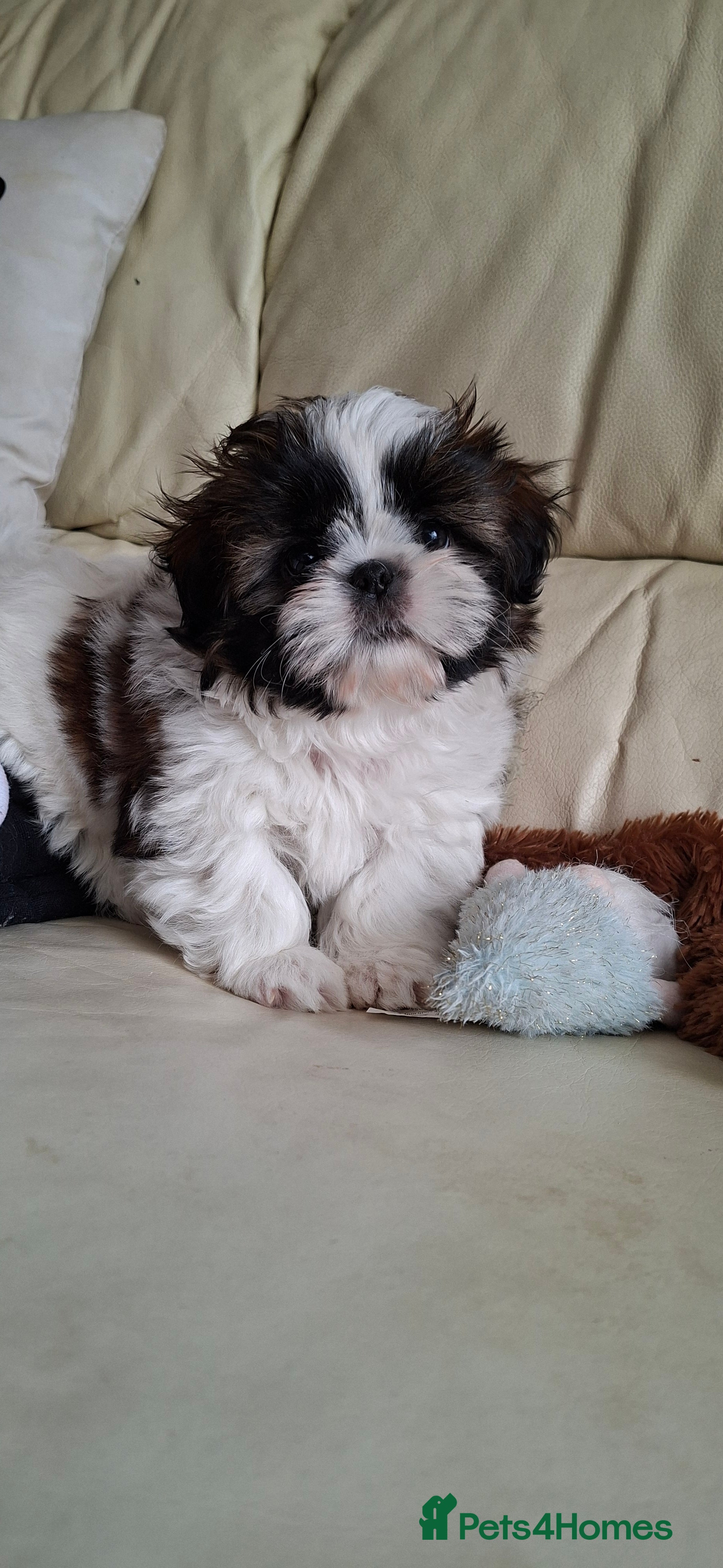 Shih Tzu dogs One beautiful kc reg shih tzu boy left - Advert 6