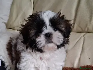 Shih Tzu dogs One beautiful kc reg shih tzu boy left - Advert 6