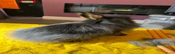 Lionhead rabbits for sale: Silver male and black female - Advert 2