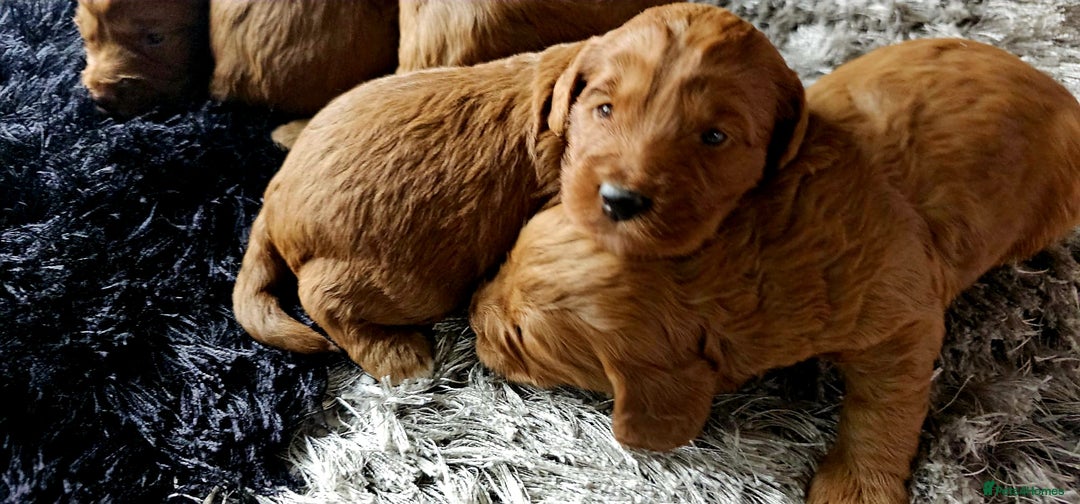 Cockapoo dogs for sale: F1 - Fox Red - Cockapoo puppies - Image 3