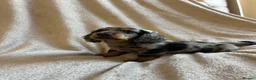 Miniature Dachshund dogs for sale:  KC Registered Miniature Dachshund Puppies - Advert 5