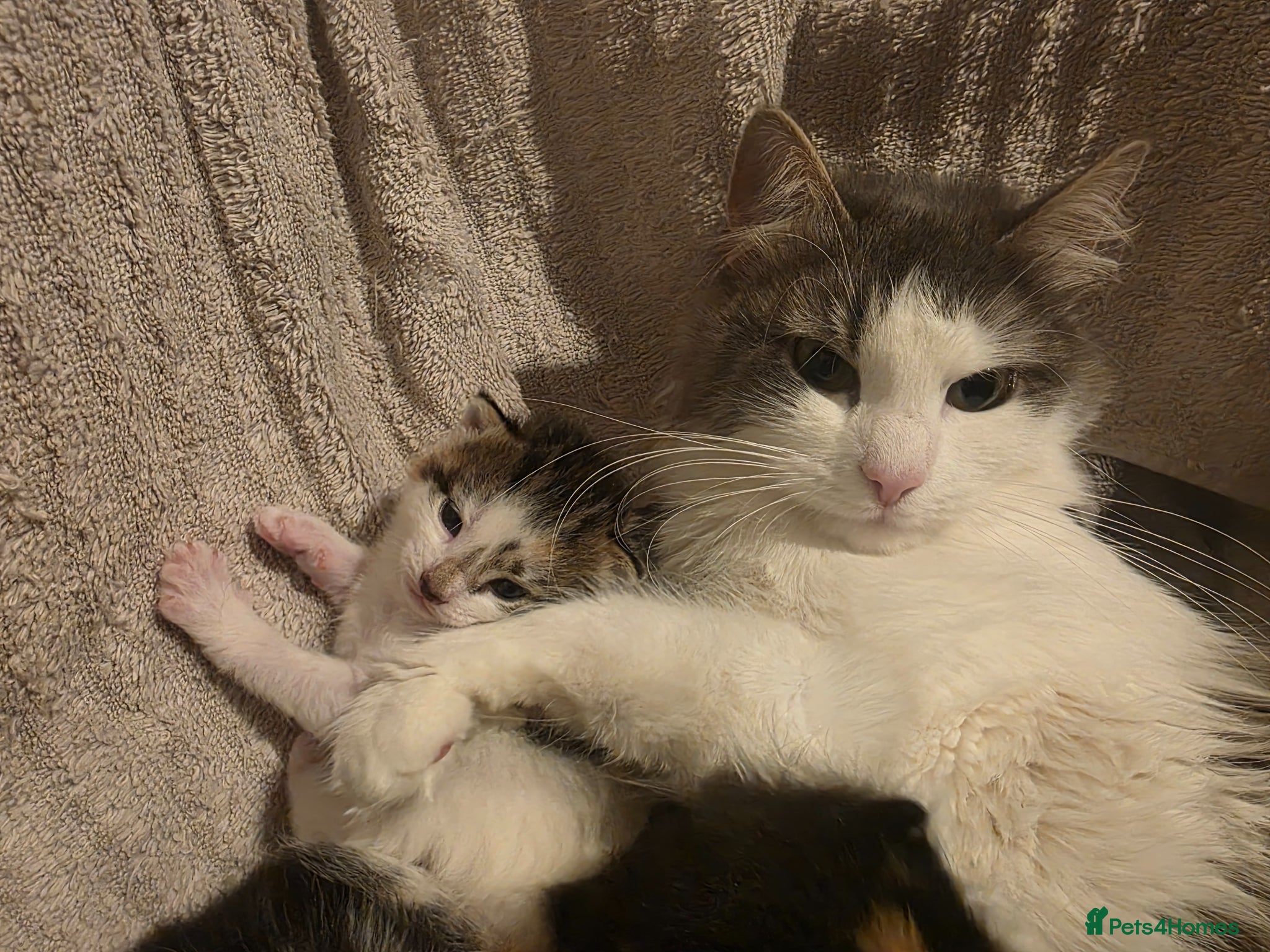 British Shorthair cats 2 beautiful kittens ready to go  - Advert 1