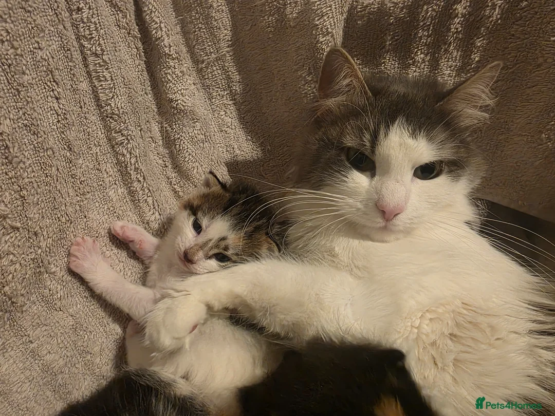 British Shorthair cats for sale: 2 beautiful kittens ready to go  - Advert 1