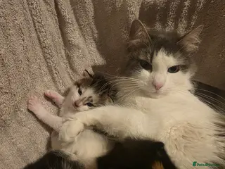 British Shorthair cats 2 beautiful kittens ready to go - Advert 1