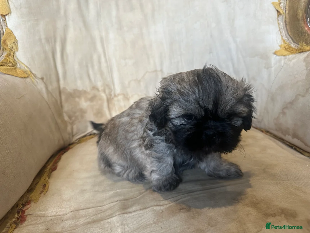 Shih Tzu dogs for sale: Shih Tzu Beauties, Imperial lines - Advert 26