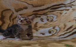 Mixed Breed cats for sale: 7 Beautiful Tabby Kitties in Greenford - Image 5