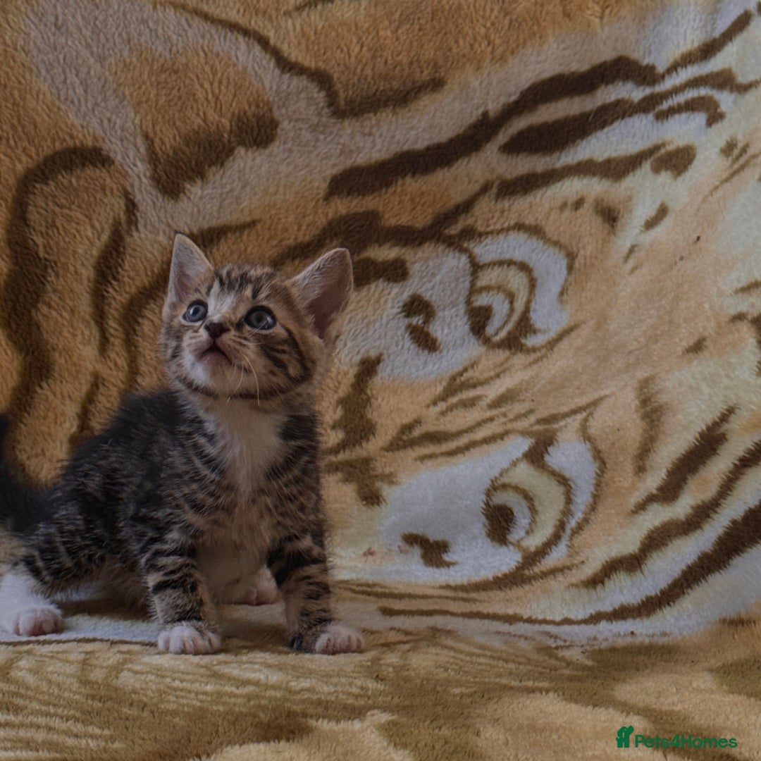 Mixed Breed cats for sale: 7 Beautiful Tabby Kitties in Greenford - Image 5