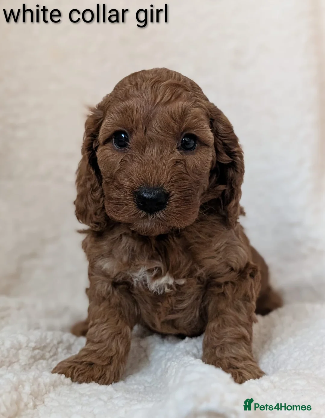 Cockapoo dogs for sale: Adorable Cockapoo Puppies - Advert 6