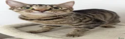 Mixed Breed cats for sale: Minnie, Tabby Mix - Advert 2