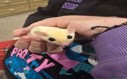 Sugar Glider rodents for sale: Twin Sugar Gliders  - Image 6
