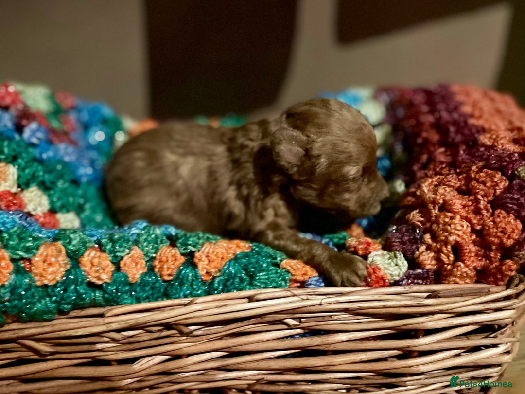 Toy Poodle dogs for sale: Toy Poodle Puppies For Sale KC Reg - Advert 14