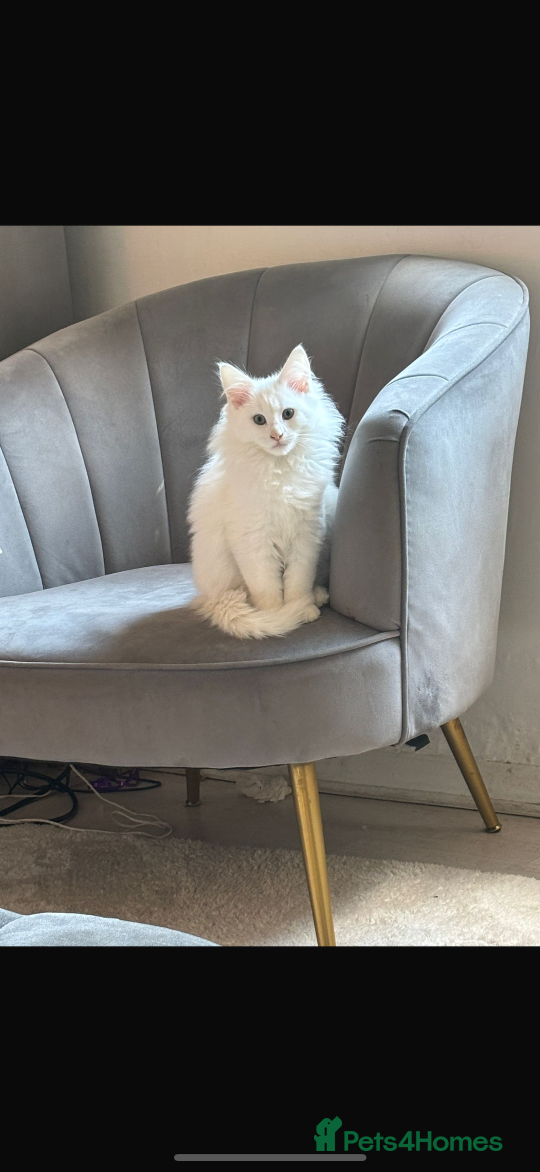 Maine Coon cats for sale: Stunning rare Maine coons  - Advert 4