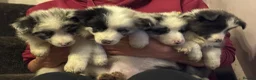 Border Collie dogs for sale: Beautiful long coated pups  - Advert 6