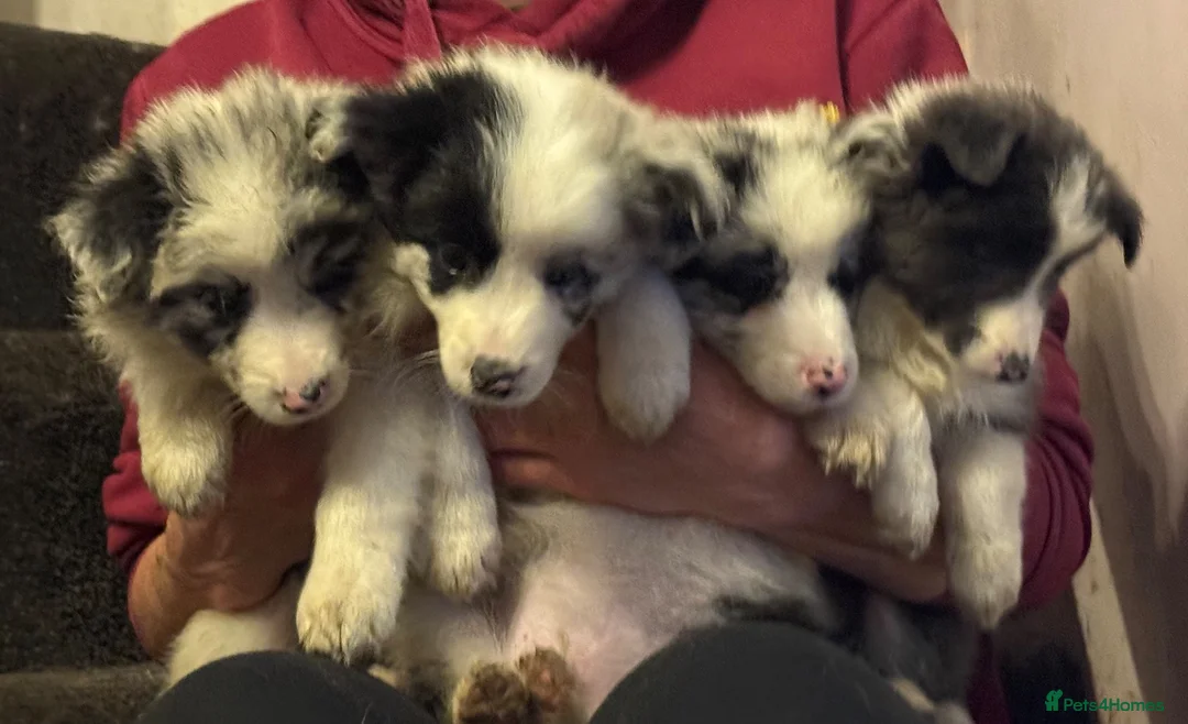 Border Collie dogs for sale: Beautiful long coated pups  - Advert 6