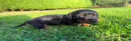 Miniature Dachshund dogs for sale: Miniature Dachshund Puppies - Advert 18