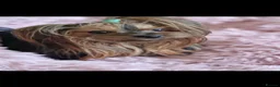 Yorkshire Terrier dogs for sale: Gorgeous Yorkshire Terrier Puppies Ready to go! 🐾 - Advert 2