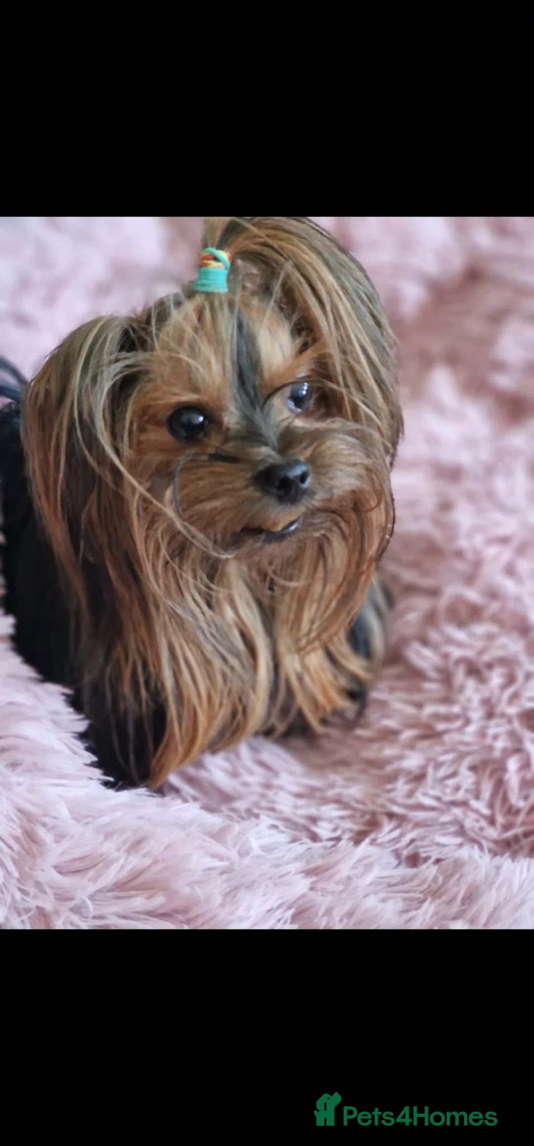 Yorkshire Terrier dogs for sale: Gorgeous Yorkshire Terrier Puppies Ready to go! 🐾 - Advert 2