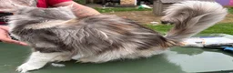 Maine Coon cats for sale: Beautiful 3year old mainecoon girl bow - Advert 5