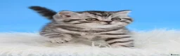 Scottish Fold cats for sale: LICENSED CATTERY Last KittenPURE BREED TOP QUALITY - Advert 8