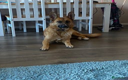 Mixed Breed dogs for sale: GSD x Lab  - Image 2