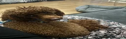 Miniature Poodle dogs for stud: Teddy  in London - Advert 4