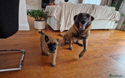 Belgian Shepherd Dog dogs for sale: Malinois Puppy for Sale - Pure, Healthy, KC Regist - Image 8
