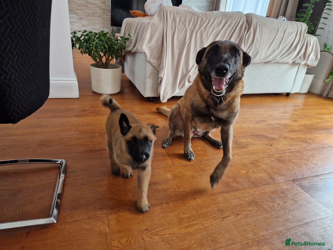 Belgian Shepherd Dog dogs for sale: Malinois Puppy for Sale - Pure, Healthy, KC Regist - Image 8