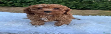 Boy 4