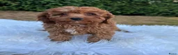 Cavapoo dogs for sale: F1 DNA health tested clear Cavapoo puppies in Ystrad Meurig - Advert 4