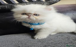 Persian cats for sale: Stunning Pedigree Persian Kitten - Image 1