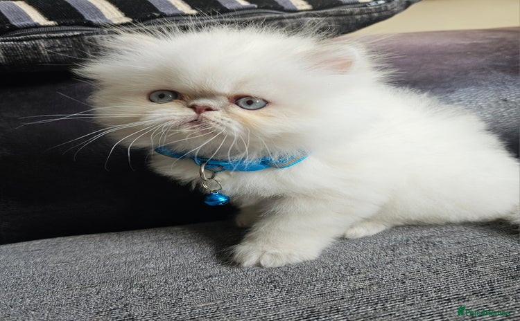 Persian cats - Advert 2