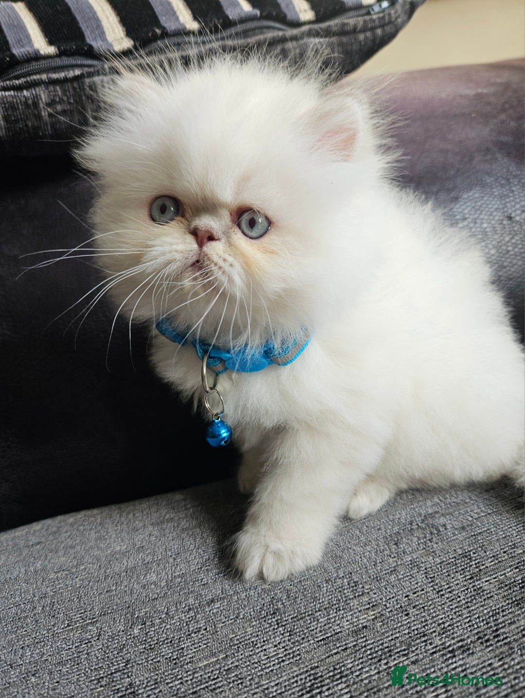 Persian cats for sale: Stunning Pedigree Persian Kitten - Image 1