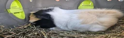 Guinea Pig rodents for sale: Beautiful sow needing a new partner and home  - Advert 4