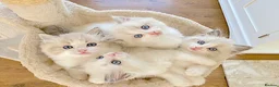 Ragdoll cats for sale: READY NOW *** INDOOR FULL PEDIGREE RAGDOLL KITTENS - Advert 15