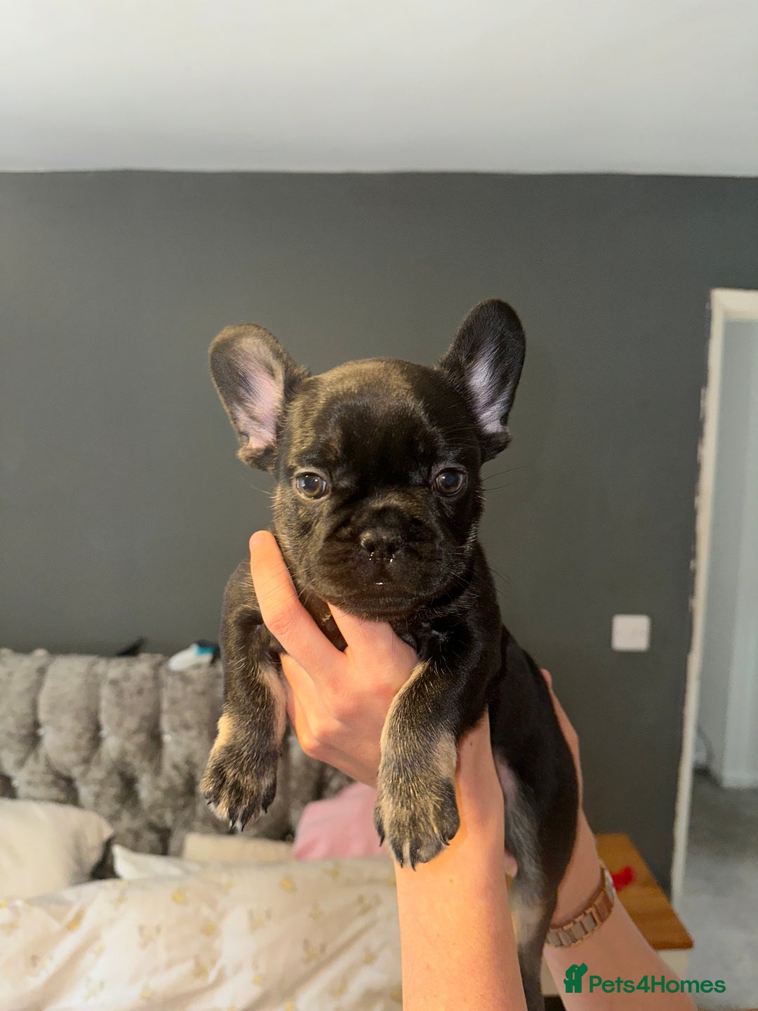 French Bulldog dogs for sale: french bulldog puppys (1 stunning boy left) - Advert 4