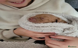 Cocker Spaniel dogs for sale: Beautiful cocker Spaniel ginger boy left - Image 1