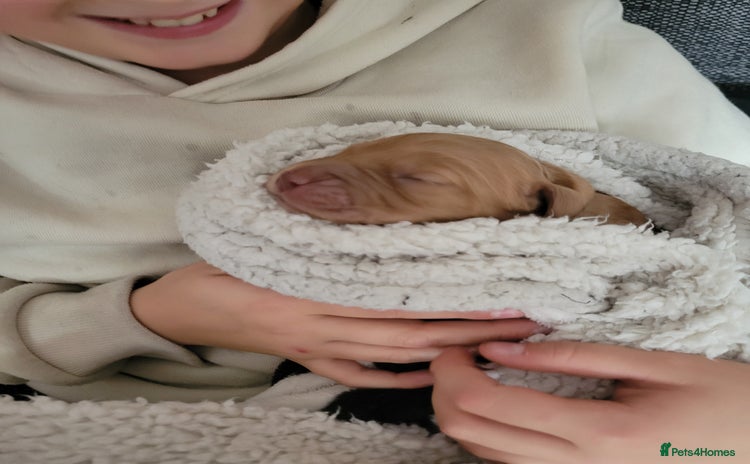 Cocker Spaniel dogs - Advert 1
