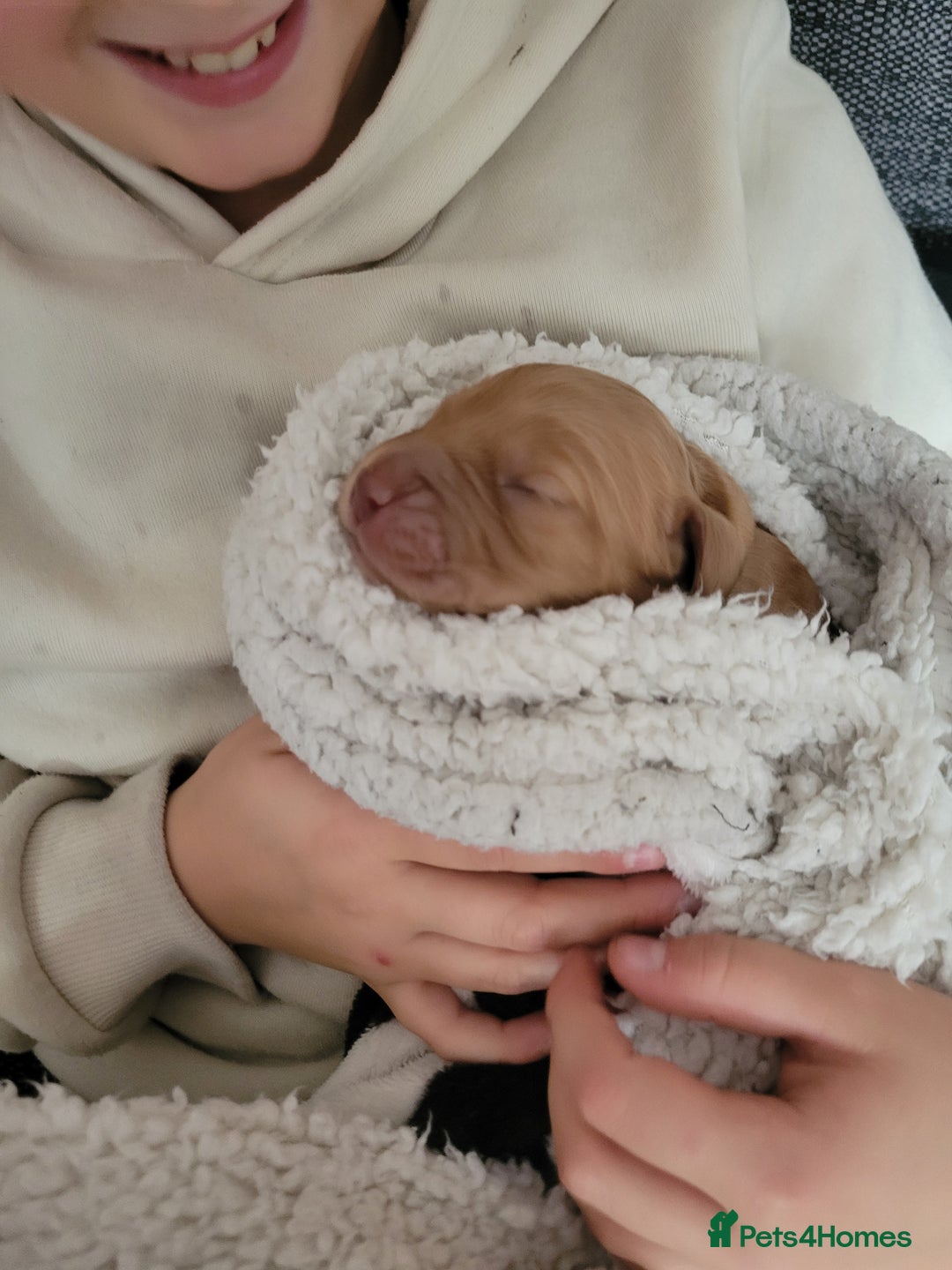 Cocker Spaniel dogs for sale: Beautiful cocker Spaniel ginger boy left - Image 1