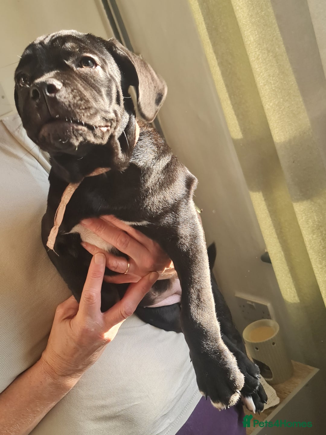 Cane Corso dogs for sale: 2 beautiful cane corso puppies - Advert 11