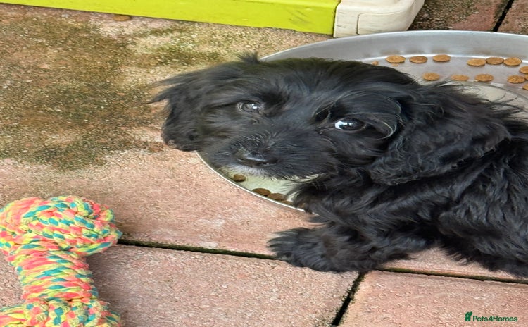 Cockapoo dogs - Advert 2
