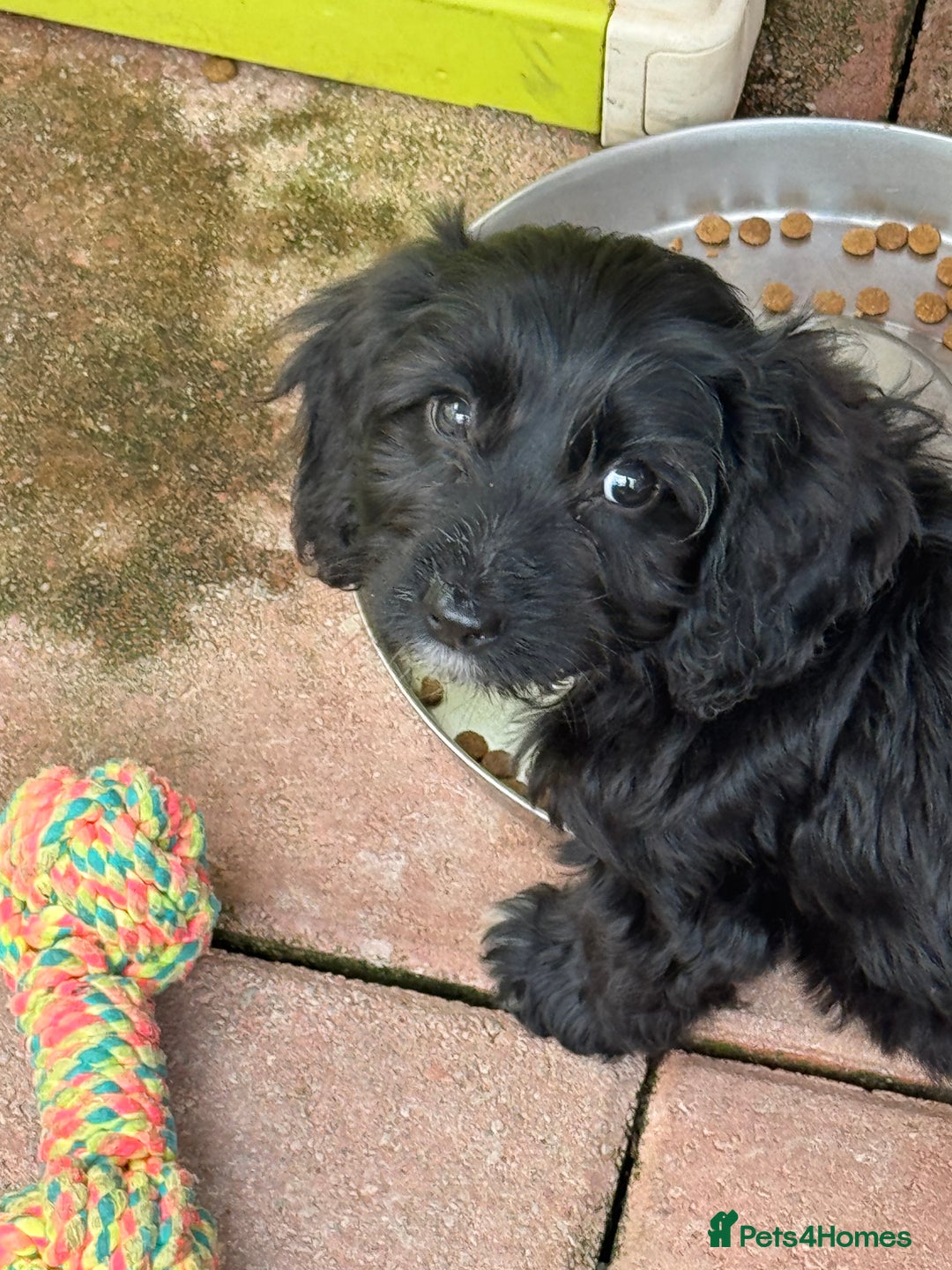 Cockapoo dogs for sale: F1 Puppies for Sale - Image 1