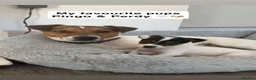 Jack Russell dogs for stud: Jack russell Stud in Salisbury - Advert 3