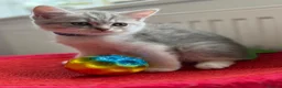 British Shorthair cats for sale: British shorthair kittens - Advert 3