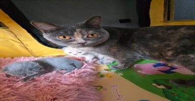 British Shorthair cats - Advert 11