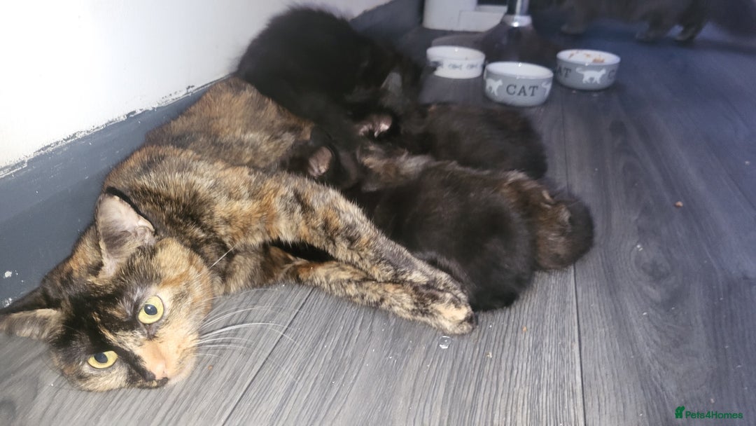Mixed Breed cats for sale: Long-haired Mixed Breed Kittens £65-£95 - Advert 7