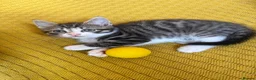 Mixed Breed cats for sale: Friendly kittens  - Advert 5
