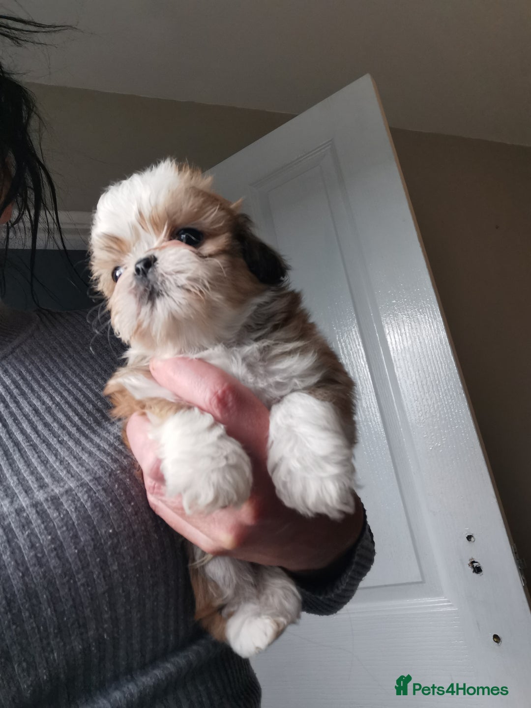 Shih Tzu dogs for sale: Adorable fluufy shihtzus  - Advert 10