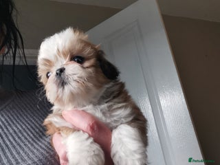 Shih Tzu dogs Adorable fluufy shihtzus - Advert 5