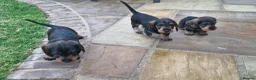 Dachshund dogs for sale: Standard Wirehaired Dachshund pups - Advert 7